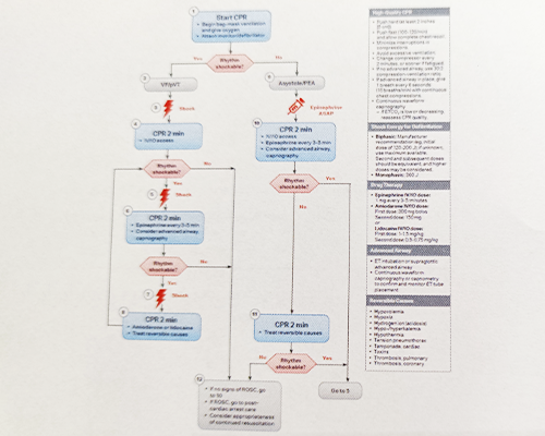 ■Adult Cardiac Arrest(VF/pVT/Asystole/PEA)