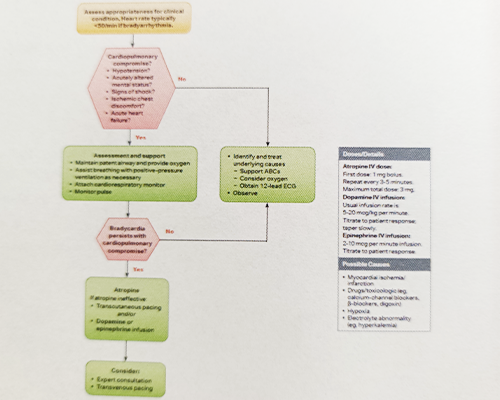 ■Adult Bradycardia with a Pulse